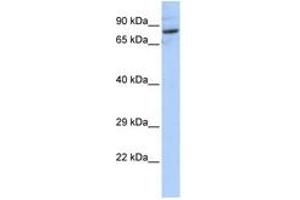 Image no. 1 for anti-serine Palmitoyltransferase, Long Chain Base Subunit 2 (SPTLC2) (AA 72-121) antibody (ABIN6741036) (SPTLC2 抗体  (AA 72-121))