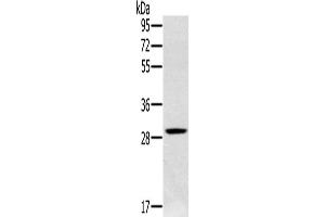 Western Blotting (WB) image for anti-Chloride Intracellular Channel 1 (CLIC1) antibody (ABIN2430502) (CLIC1 抗体)