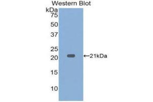 Western Blotting (WB) image for anti-Tumor Necrosis Factor alpha (TNF alpha) (AA 80-235) antibody (ABIN1860789) (TNF alpha 抗体  (AA 80-235))
