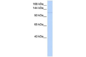 WB Suggested Anti-NEDD9 Antibody Titration:  0. (NEDD9 抗体  (Middle Region))
