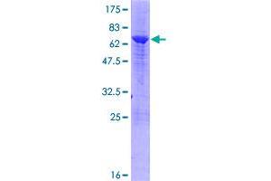 VPS26A Protein (AA 1-327) (GST tag)