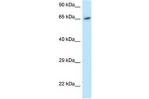 Image no. 1 for anti-Monooxygenase, DBH-Like 1 (MOXD1) (AA 434-483) antibody (ABIN6747745) (MOXD1 抗体  (AA 434-483))