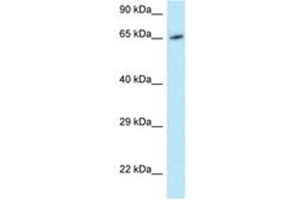 MOXD1 抗体  (AA 434-483)