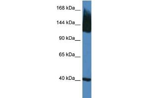 WB Suggested Anti-Slc12a5 Antibody   Titration: 1. (KCC2 抗体  (N-Term))