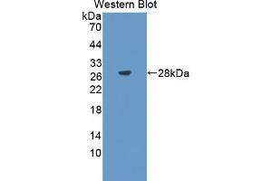 Detection of Recombinant SPA2, Rat using Polyclonal Antibody to Surfactant Associated Protein A2 (SPA2) (SFTPA2 抗体  (AA 21-248))