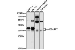 Western blot analysis of extracts of various cell lines, using AASDHPPT antibody (ABIN6291791) at 1:3000 dilution. (AASDHPPT 抗体)