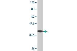 Western Blot detection against Immunogen (36. (B-Cell Linker 抗体  (AA 301-400))
