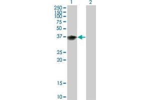 Western Blot analysis of BOLL expression in transfected 293T cell line by BOLL monoclonal antibody (M02), clone 1E3. (BOLL 抗体  (AA 185-283))
