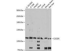 Western blot analysis of extracts of various cell lines, using C2CD5 antibody  at 1:1000 dilution. (C2CD5/KIAA0528 抗体  (AA 732-1051))