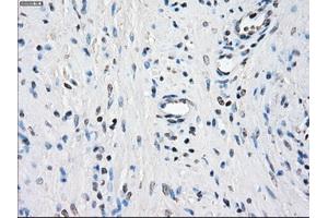 Image no. 9 for anti-Budding Uninhibited By Benzimidazoles 1 Homolog beta (Yeast) (BUB1B) antibody (ABIN1496996) (BUB1B 抗体)