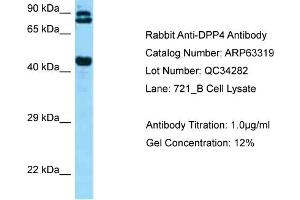 Western Blotting (WB) image for anti-Dipeptidyl-Peptidase 4 (DPP4) (C-Term) antibody (ABIN2789445) (DPP4 抗体  (C-Term))