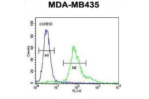 Flow Cytometry (FACS) image for anti-ERO1-Like beta (ERO1LB) antibody (ABIN3002267) (ERO1LB 抗体)