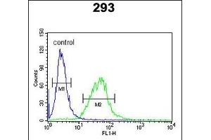 BCOR Antibody (Center ) (ABIN391538 and ABIN2841489) flow cytometric analysis of 293 cells (right histogram) compared to a negative control cell (left histogram). (BCOR 抗体  (AA 1107-1137))