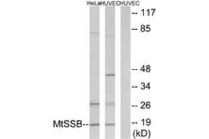Western blot analysis of extracts from HuvEc/HeLa cells, using MtSSB Antibody. (SSBP1 抗体  (AA 99-148))