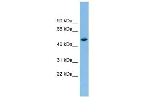 PTPRR antibody used at 1 ug/ml to detect target protein. (PTPRR 抗体  (N-Term))