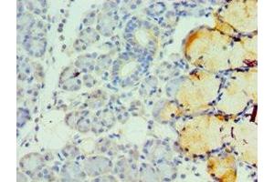 Immunohistochemistry of paraffin-embedded human pancreatic tissue using ABIN7173326 at dilution of 1:100 (TFF1 抗体  (AA 25-84))