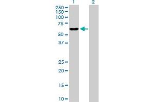 Western Blot analysis of IDH3B expression in transfected 293T cell line by IDH3B MaxPab polyclonal antibody. (IDH3B 抗体  (AA 1-385))