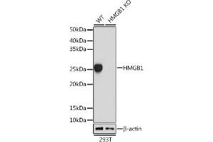 Western blot analysis of extracts from wild type (WT) and HMGB1 knockout (KO) 293T cells, using HMGB1 antibody (ABIN7267648) at 1:1000 dilution. (HMGB1 抗体)