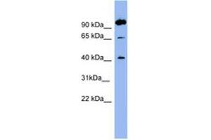 Image no. 1 for anti-Neurotensin Receptor 1 (High Affinity) (NTSR1) (AA 35-84) antibody (ABIN6741682) (NTSR1 抗体  (AA 35-84))