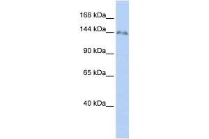 Western Blotting (WB) image for anti-Zinc Finger Protein 862 (ZNF862) antibody (ABIN2459419) (ZNF862 抗体)