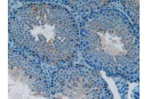 IHC-P analysis of Mouse Testis tissue, with DAB staining. (LTBR 抗体  (AA 128-395))