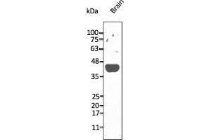 Western Blotting (WB) image for anti-Adenosine A2a Receptor (ADORA2A) (C-Term) antibody (ABIN7272985) (Adenosine A2a Receptor 抗体  (C-Term))