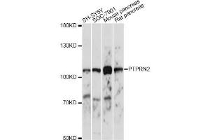 Western blot analysis of extracts of various cell lines, using PTPRN2 antibody. (PTPRN2 抗体)