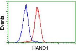 Flow cytometric analysis of HeLa cells with HAND1 monoclonal antibody, clone 1G10  (Red). (HAND1 抗体)