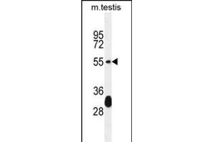 KT33A Antibody (N-term) (ABIN655280 and ABIN2844872) western blot analysis in mouse testis tissue lysates (35 μg/lane). (Keratin 33A 抗体  (N-Term))