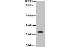 Western blot All lanes: C17orf64 antibody at 4 μg/mL + Mouse gonadal tissue Secondary Goat polyclonal to rabbit IgG at 1/10000 dilution Predicted band size: 28 kDa Observed band size: 28 kDa (C17orf64 抗体  (AA 111-236))