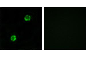 Peptide - +Immunofluorescence analysis of MCF-7cells, using APOL2 antibody. (Apolipoprotein L 2 抗体)