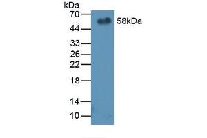 Western blot analysis of recombinant Mouse PEDF. (PEDF 抗体  (AA 19-389))