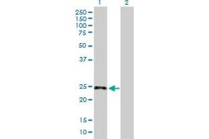 Western Blot analysis of GPR3 expression in transfected 293T cell line by GPR3 MaxPab polyclonal antibody.