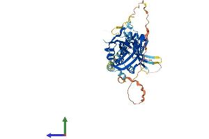 Protein Structure (PS) image for TEA Domain Family Member 1 (SV40 Transcriptional Enhancer Factor) (TEAD1) (AA 1-426) protein (His tag) (ABIN7563079)