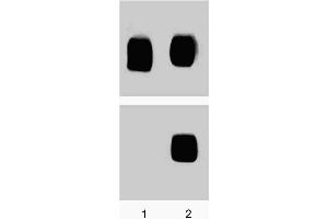 Western blot analysis for p38 MAPK (pT180/pY182). (MAPK14 抗体  (pThr180))