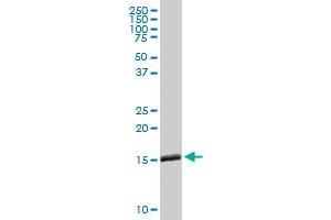 IFITM3 MaxPab rabbit polyclonal antibody. (IFITM3 抗体  (AA 1-133))