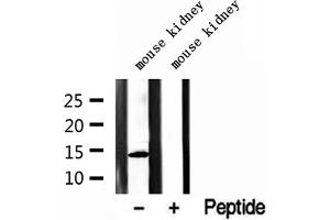Western blot analysis of extracts of mouse kidney tissue, using CISD2 antibody.