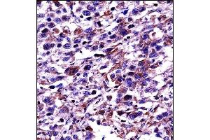 Immunohistochemistry (Paraffin-embedded Sections) (IHC (p)) image for anti-POU domain, class 2, transcription factor 2 (POU2F2) (AA 10-39), (N-Term) antibody (ABIN657763)