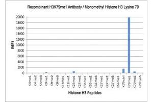 The recombinant H3K79me1 antibody specifically reacts to Histone H3 monomethylated at Lysine 79 (K79me1). (Recombinant Histone 3 抗体  (meLys79))