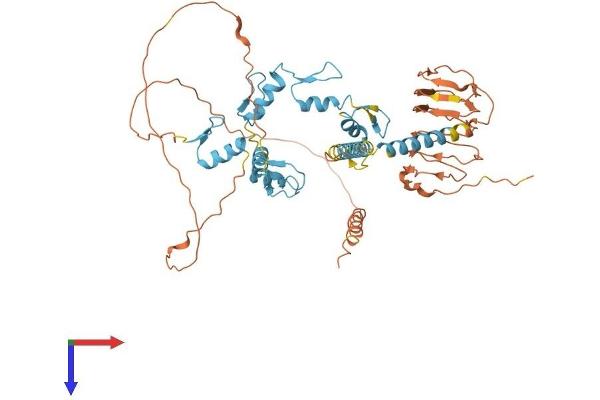 VEZF1 Protein (AA 1-521) (His tag)