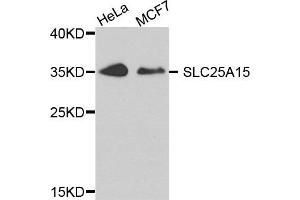 Western blot analysis of extract of HeLa and MCF7 cells, using SLC25A15 antibody. (SLC25A15 抗体)