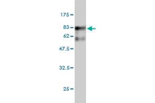 Seryl-tRNA Synthetase (SARS) (AA 1-514) 抗体