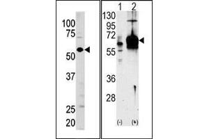 (LEFT)Western blot analysis of anti-GUCY1A3 Pab in mouse brain tissue lysate (35ug/lane). (GUCY1A1 抗体  (N-Term))