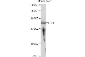 Western blot analysis of extracts of mouse liver, using FLT4 antibody.