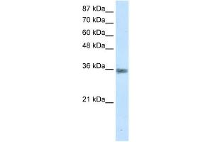 MNAT1 antibody (20R-1192) used at 0.
