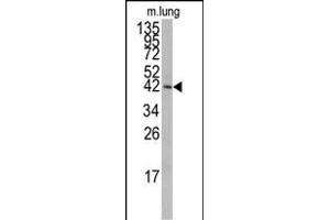 Western blot analysis of anti-PK14 Antibody (/) f in mouse lung tissue lysates (35 μg/lane). (MAPK14 抗体  (AA 158-192))