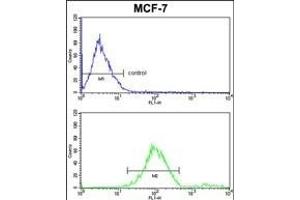 GABARL2 Antibody 1822d FC analysis of MCF-7 cells (bottom histogram) compared to a negative control cell (top histogram). (GABARAPL2 抗体)