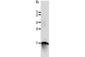 Gel: 12 % SDS-PAGE, Lysate: 40 μg, Lane: 293T cells, Primary antibody: ABIN7129604(GIP Antibody) at dilution 1/250, Secondary antibody: Goat anti rabbit IgG at 1/8000 dilution, Exposure time: 10 minutes (GIP 抗体)