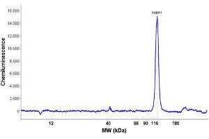 Image no. 6 for anti-Poly (ADP-Ribose) Polymerase 1 (PARP1) (C-Term) antibody (ABIN5596914)