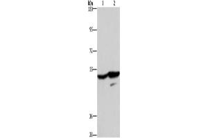 Western Blotting (WB) image for anti-G Protein-Coupled Receptor 39 (GPR39) antibody (ABIN2434726) (GPR39 抗体)